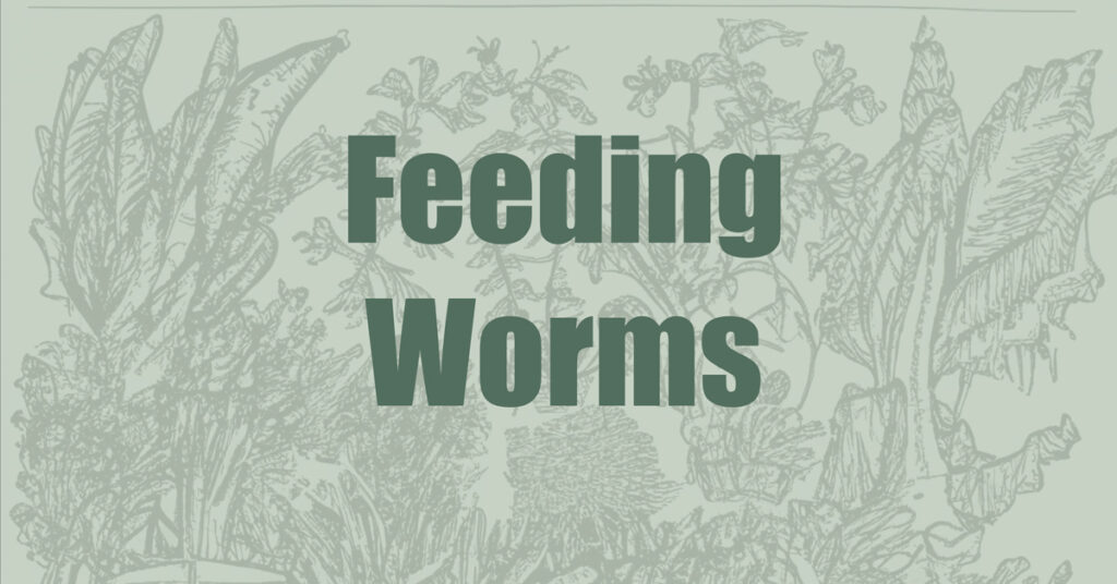 How to feed composting worms