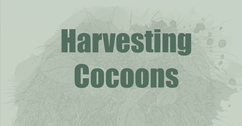 Harvest Worm Cocoons