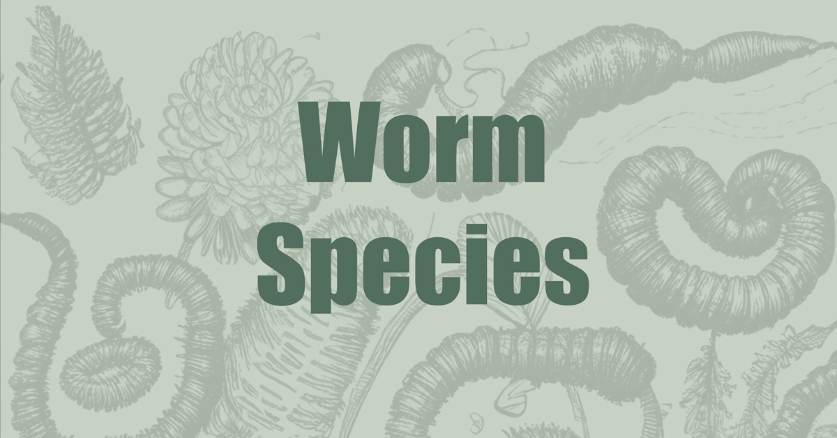 Worm Species - Blue Mountain Worms Inc.